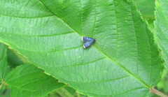 Menesta tortriciformella