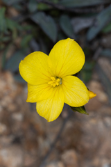 Linum campanulatum