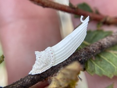 Crypticerya genistae