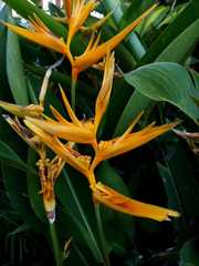 Heliconia × nickeriensis