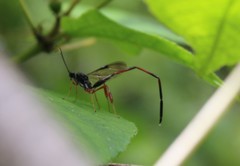 Pelecinus thoracicus