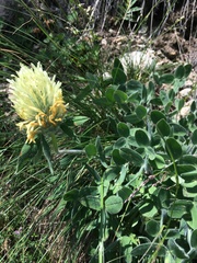 Trifolium trichocephalum