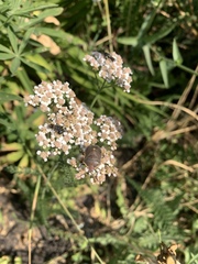 Holcostethus limbolarius