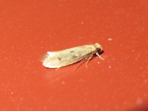Case-bearing Clothes Moth photo 5