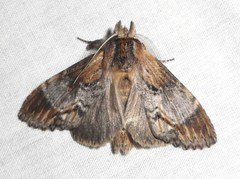 Dasylophia thyatiroides