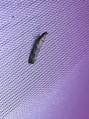 Dichomeris inversella