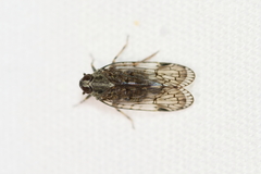 Melanoliarus placitus