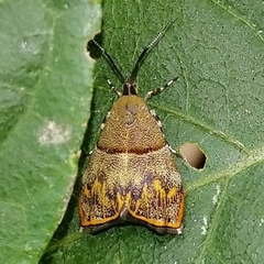 Rhobonda gaurisana