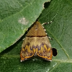 Rhobonda gaurisana