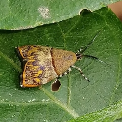 Rhobonda gaurisana