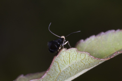 Micropterigidae