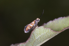Micropterigidae