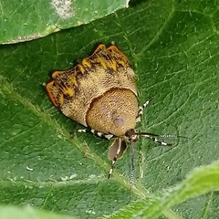 Rhobonda gaurisana