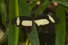 Heraclides torquatus