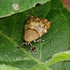 Rhobonda gaurisana