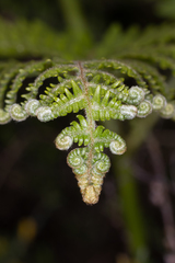 Phegopteris connectilis