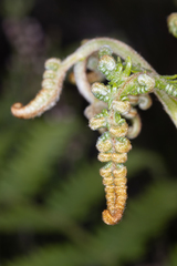 Phegopteris connectilis