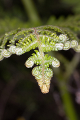 Phegopteris connectilis