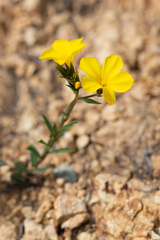 Linum campanulatum