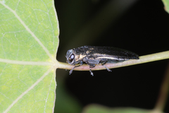 Agrilus suvorovi