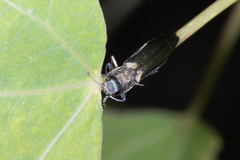 Agrilus suvorovi