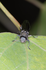 Agrilus suvorovi