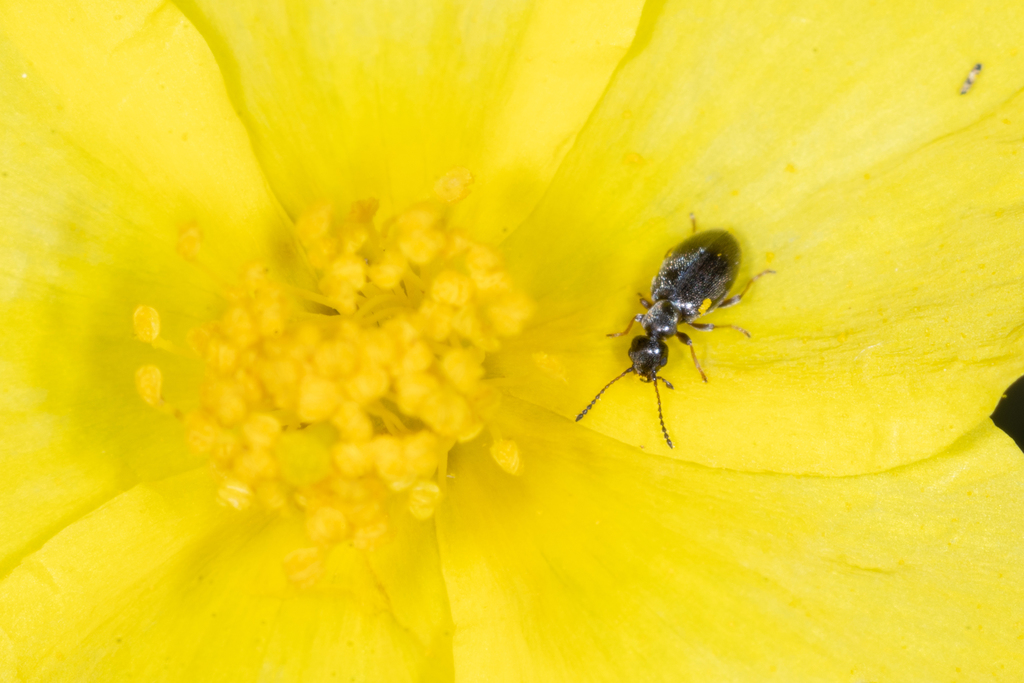 Microhoria plumbea