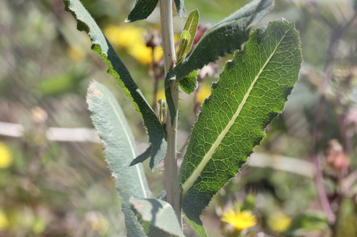 photo of Prickly Lettuce (Lactuca serriola)