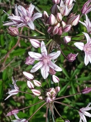 Allium praecox