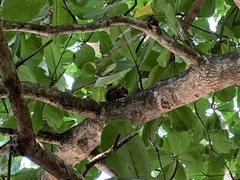 Sciurus granatensis