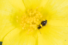 Microhoria plumbea