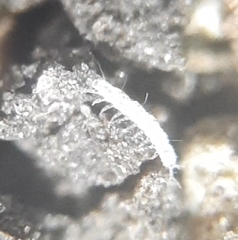 Pauropoda