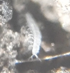 Pauropoda