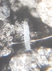 Pauropoda