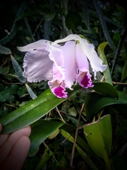 Cattleya quadricolor