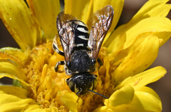 Dianthidium subparvum