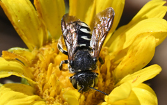 Dianthidium subparvum