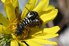 Dianthidium subparvum