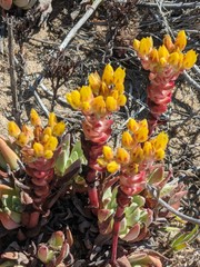 Dudleya caespitosa
