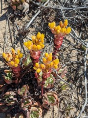 Dudleya caespitosa