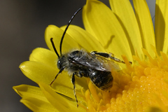 Melissodes microstictus