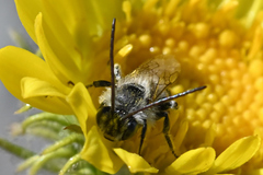 Melissodes microstictus