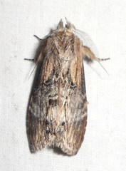 Dasylophia thyatiroides