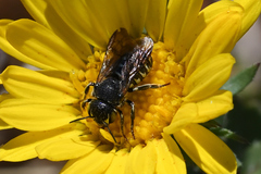 Dianthidium subparvum