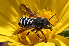 Dianthidium subparvum