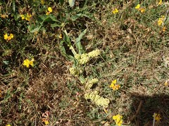 Rumex crassus