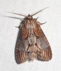 Dasylophia thyatiroides