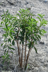 Tournefortia hartwegiana