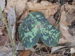 Trillium cuneatum