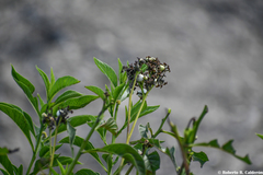 Tournefortia hartwegiana